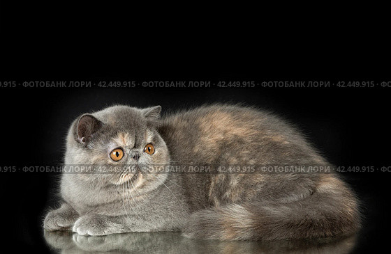 A beautiful exotic shorthair cat plays on a dark studio background with a reflection. Стоковое фото, фотограф Светлана Акифьева / Фотобанк Лори