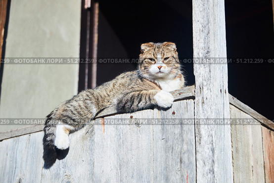 A beautiful lop-eared cat lies on a wooden veranda. Стоковое фото, фотограф Наталия Кирсанова / Фотобанк Лори