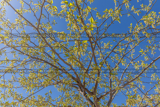 A beautiful mulberry tree with green fruit against a clear blue sky on a sunny day. Стоковое фото, фотограф Татьяна Куклина / Фотобанк Лори
