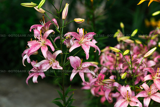 A beautiful pink, garden, Asian lily, Morfo, on a sunny day. Стоковое фото, фотограф Photojuli / Фотобанк Лори