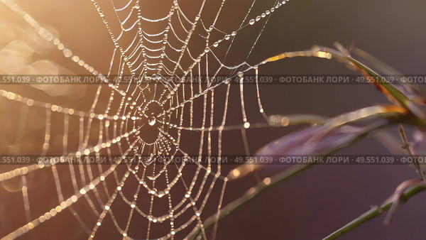 A beautiful spider and a web decorated with dew drops that shimmer in the sun, creating a glow effect. The background of the image is blurred, in a warm golden pink color scheme. Стоковое AI-изображение, AI-художник Photojuli / Фотобанк Лори