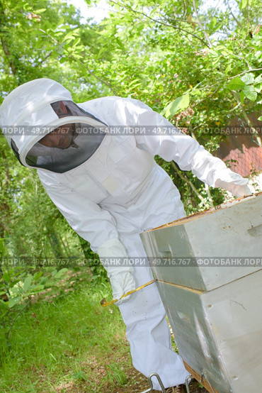 a beekeeper lifting a frame. Стоковое фото, агентство Ingram Publishing / Фотобанк Лори