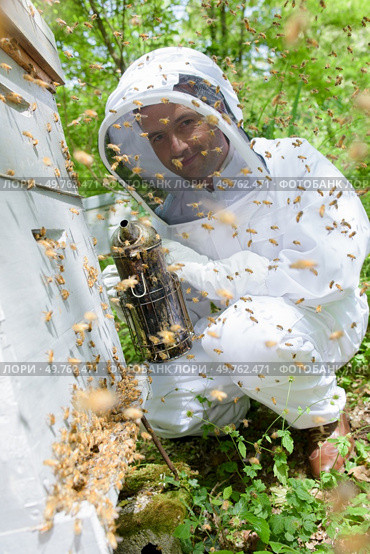 a beekeeper smoking the hive. Стоковое фото, агентство Ingram Publishing / Фотобанк Лори