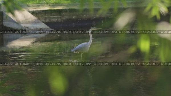 A bird - white heron is standing in a pond with green leaves in the background. Стоковое видео, видеограф Константин Шишкин / Фотобанк Лори