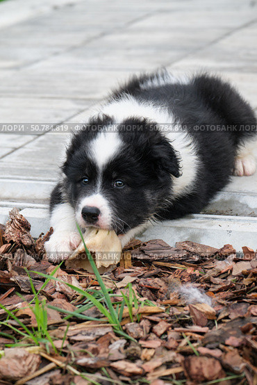 A black and white dog puppy lies on the pavement of the house on the tiles and gnaws on a bone. Стоковое фото, фотограф Сергей Пристяжнюк (Serg Zastavkin) / Фотобанк Лори