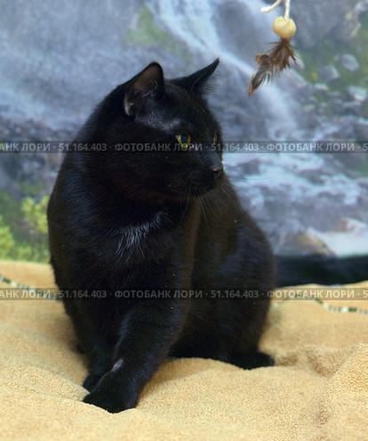 A black cat with shiny, thick fur and expressive yellow eyes. The animal sits on a soft yellow blanket and looks intently towards a hanging feathered toy, which is visible in the upper corner of the frame. Its pose is tense and graceful at the same time, its front paws are extended forward, and its body is slightly turned. In the background, you can see a blurry pattern reminiscent of a natural landscape with stones and greenery. The atmosphere of the photo conveys the curiosity and hunting instinct of the cat. The photo is perfect for illustrations about pets, advertising cat products and publications about cat habits. Стоковое фото, фотограф Анна Кривицкая / Фотобанк Лори