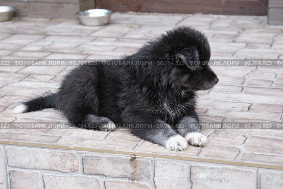 A black dog puppy lies on the porch of the house on the tiles. A cross between a Bernese Mountain Dog and a Samoyed. Стоковое фото, фотограф Сергей Пристяжнюк (Serg Zastavkin) / Фотобанк Лори