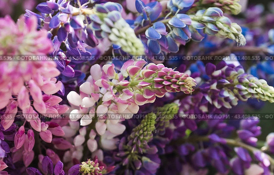 A bouquet of flowering Lupines in a vase (Lupinus polyphyllus). Flowering field large-leaved lupines or garden lupines in early summer, close-up with selective focus. Стоковое фото, фотограф Photojuli / Фотобанк Лори