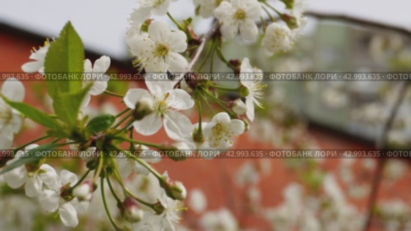 A branch of a blooming apple tree in the wind. Spring is in the city. Стоковое видео, видеограф Ярославский Максим / Фотобанк Лори