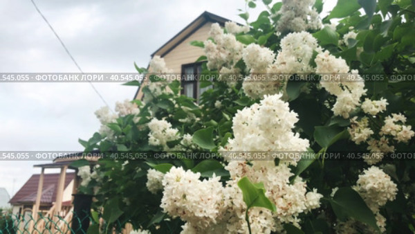 A branch of lilac swings in the wind against the background of the facade of the building and dark clouds. Spring bad weather in Russia. Стоковое видео, видеограф Ярославский Максим / Фотобанк Лори
