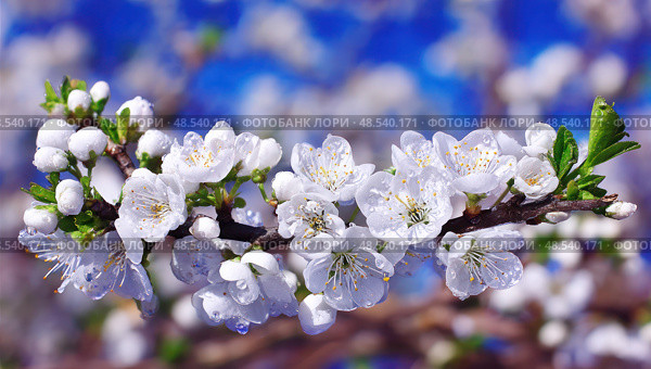 A branch of white flowers with dew drops on them. Стоковое AI-изображение, AI-художник Ярославский Максим / Фотобанк Лори