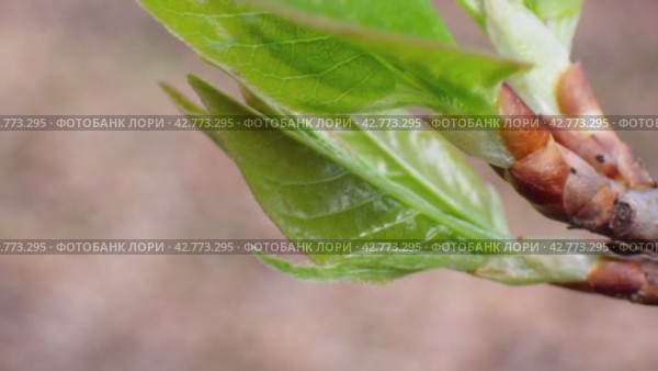A branch with a budding bud in spring close-up. The concept of spring. Стоковое видео, видеограф Ярославский Максим / Фотобанк Лори
