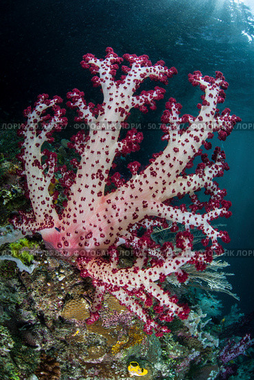 A brightly colored soft coral adorns a beautiful coral reef in Raja Ampat, Indonesia. Стоковое фото, фотограф Ethan Daniels/Stocktrek Images / ТАСС / Фотобанк Лори