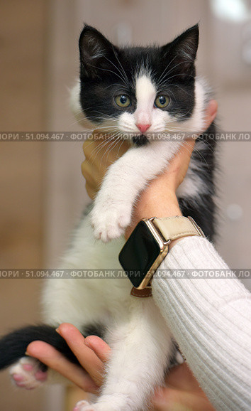 A charming black and white kitten in a person's hands. The baby with expressive eyes and a pink nose looks straight into the camera. The kitten is held carefully, with one hand supporting it from below, and the other hugging it from above. The person is holding a smartwatch. The background is soft, neutral, and does not distract from the main object. Ideal for topics related to animal care, pets, veterinary medicine, and love for cats. Стоковое фото, фотограф Анна Кривицкая / Фотобанк Лори