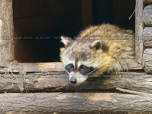 A charming raccoon peeps out of the house. Wildlife care concepts. Natural light. Portrait. Стоковое фото, фотограф YuryKara / Фотобанк Лори