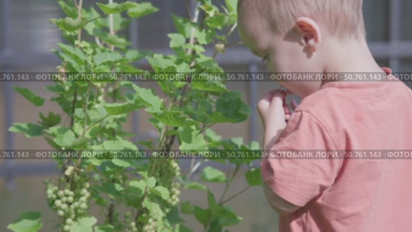 A Child Joyfully Enjoying Nature While Sampling Fresh, Colorful Green Berries in a Beautiful Garden. Стоковое видео, видеограф Olesia Kondrateva / Фотобанк Лори