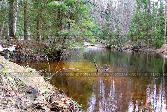 A clear river in a spring coniferous forest. Стоковое фото, фотограф Бондарева Елена / Фотобанк Лори