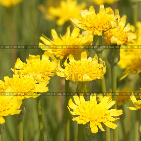 A clearing of bright yellow flowers in a green meadow. Стоковое фото, фотограф Александр Прошкин / Фотобанк Лори