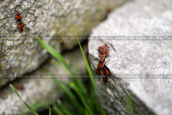 A close-up macro shot of a cluster of firebugs gathering on stone surfaces. Стоковое фото, фотограф Виктор Ветошкин / Фотобанк Лори