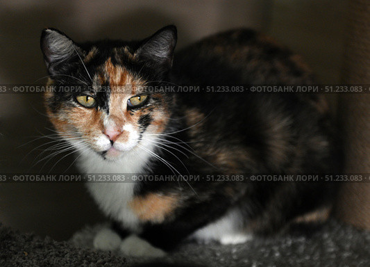 A close-up of a calico cat (tortoiseshell). Its expressive green eyes and pink nose are the center of the composition. The animal looks directly at the camera, creating a sense of contact and presence. The details of the fur with black, red and white areas are clearly visible. The dark, neutral background emphasizes the cat and does not distract attention. The photo is great for the following themes: pets, cats, animal portraits, pet care, street and rescue animals. Стоковое фото, фотограф Анна Кривицкая / Фотобанк Лори