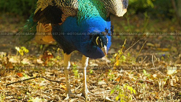 A close-up of a male peacock with bright blue, green and brown plumage. The bird is walking on a bed of leaves in a forest, looking for food. Стоковое фото, фотограф Воловодов Владимир / Фотобанк Лори