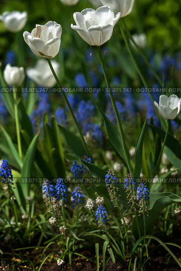 A close-up of a spring flowerbed with white tulips and blue muscari against a background of bright greenery. Delicate white tulip buds rise on thin stems, and at the base of the flowerbed, small tassels of muscari of a rich blue color with small white flowers are densely scattered. Soft sunlight emphasizes the texture of the petals and the freshness of the green leaves, creating an atmosphere of spring awakening and harmony. The composition conveys the natural beauty of the garden and the subtle play of colors. Стоковое фото, фотограф Анна Кривицкая / Фотобанк Лори