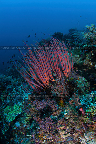 A colony of sea whips grows on a coral reef in Indonesia. Стоковое фото, фотограф Ethan Daniels/Stocktrek Images / ТАСС / Фотобанк Лори