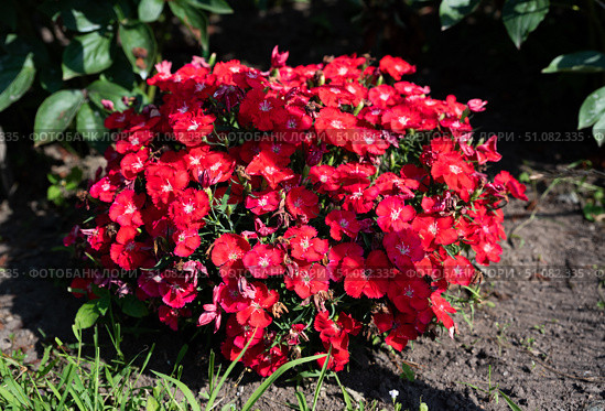 A compact bush of Chinese pink flowers glows with rich red hues under bright sun. Surrounded by green grass and soil in a garden setting. Стоковое фото, фотограф Татьяна Терехина / Фотобанк Лори