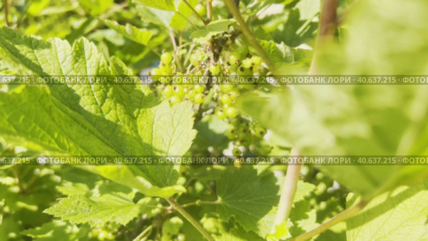 A currant branch with ripening fruits swings in the wind. The garden on the farm. Стоковое видео, видеограф Ярославский Максим / Фотобанк Лори