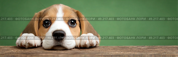 A cute brown and white dog is looking at the camera with its nose on the table. Стоковое AI-изображение, AI-художник Ярославский Максим / Фотобанк Лори