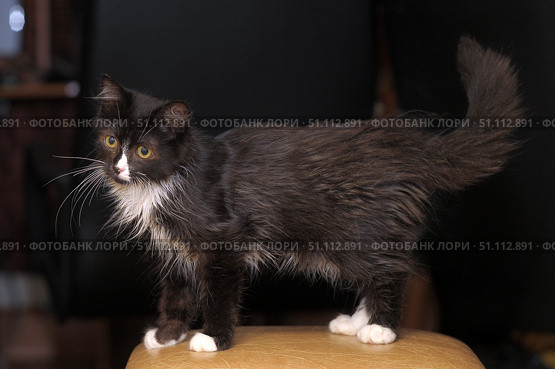 A cute fluffy kitten with black and white fur is standing on a stool. The animal has expressive yellow eyes, long white whiskers and white paws. The fur is slightly disheveled, which makes the image even more touching and natural. Against a dark background, the kitten looks especially bright and attracts attention. The photo conveys an atmosphere of home comfort, tenderness and warmth. Стоковое фото, фотограф Анна Кривицкая / Фотобанк Лори