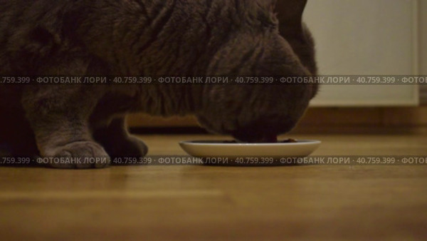 A cute gray fat cat eats his cat food with pleasure from a bowl. A fluffy pet in a cozy house. Стоковое видео, видеограф Ярославский Максим / Фотобанк Лори