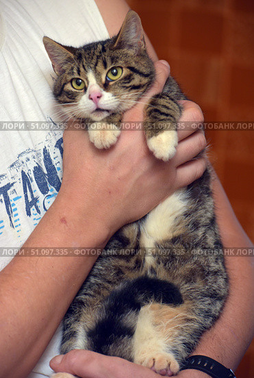 A cute tabby cat with a white muzzle and paws is in the arms of a person. The cat looks straight into the camera with large expressive eyes, creating an atmosphere of trust and calm. The animal's fur is thick, fluffy, with a beautiful pattern of brown and black stripes. The person carefully holds the pet, supporting it by the paws and body, which emphasizes care and careful attitude. In the background, you can see a home environment, creating a warm and cozy mood. The frame is ideal for illustrating themes related to pets, care, comfort and friendship between a person and a cat. Стоковое фото, фотограф Анна Кривицкая / Фотобанк Лори