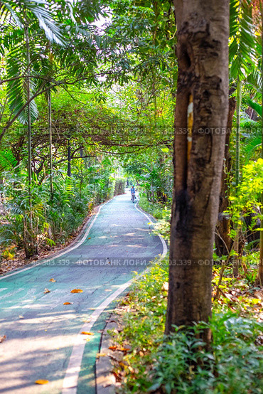 A cyclist rides on a path in Chatuchak City Park in Bangkok, Thailand among tall green trees (2024 год). Стоковое фото, фотограф Коханова Наталья / Фотобанк Лори