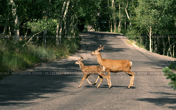A deer with a spotted baby crosses the road.  Great Basin National Park, Nevada, US (2018 год). Стоковое фото, фотограф Ирина Кожемякина / Фотобанк Лори