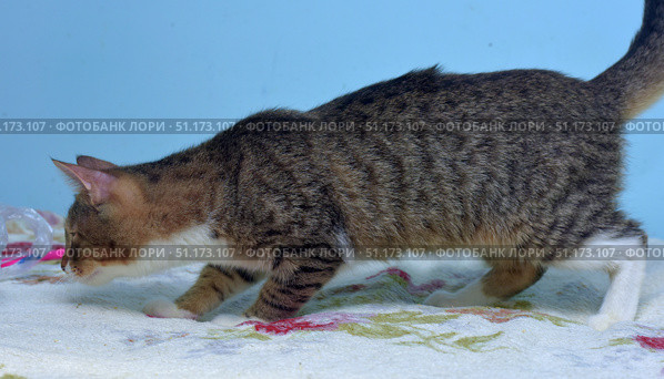 A domestic cat in profile. The cat has a tabby striped color with white paws, chest and muzzle. The animal is in motion, as if sniffing the surface, with its head down. The photo was taken against a light background, the cat is standing on a blanket with a floral pattern. The image well conveys the natural behavior of the cat - curiosity and exploratory instinct. Suitable for use in materials about pets, pet care, cat behavior, as well as in educational and advertising projects. Стоковое фото, фотограф Анна Кривицкая / Фотобанк Лори