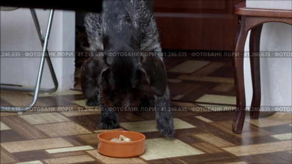A domestic purebred dog eats beef tripe from a bowl with an appetite. Домашняя чистокровная собака с аппетитом ест говяжий рубец из миски. Стоковое видео, видеограф Egor Sarantstv / Фотобанк Лори