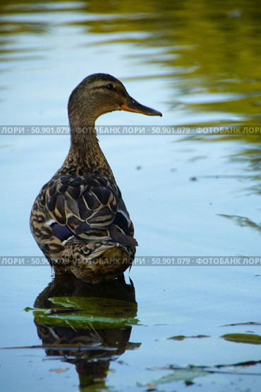 A duck is standing in a body of water. Стоковое фото, фотограф Ярославский Максим / Фотобанк Лори