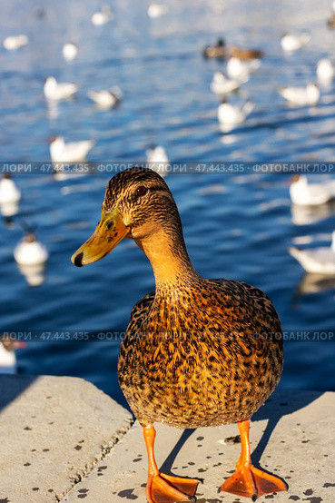 A duck with a yellow beak stands confidently by a large pond. Стоковое фото, фотограф Аксенова Вера / Фотобанк Лори