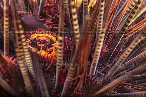 A female sea urchin crab, Echinoecus pentagonus, in the rectum of a common banded urchin, Echinothrix calamaris. Стоковое фото, фотограф David Fleetham/Stocktrek Images / ТАСС / Фотобанк Лори