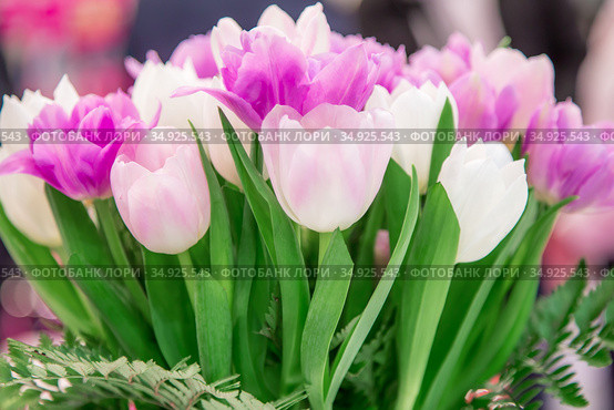 A Festive Bouquet of fresh Flowers of Pink White lilac Spring Tulips for the Women's Holiday on March 8, Mother's day, Easter, Wedding, to the congratulation invitation Birthday. Стоковое фото, фотограф Светлана Евграфова / Фотобанк Лори