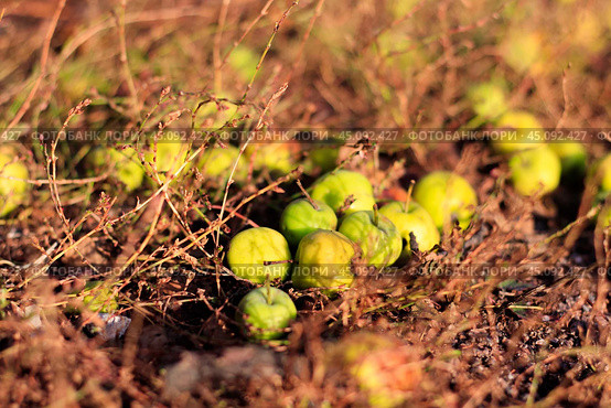 A few small green apples are lying on the ground among branches and yellow grass. Стоковое фото, фотограф Маргарита Розова / Фотобанк Лори