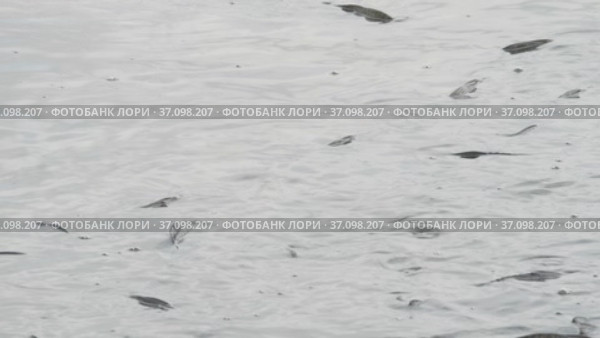 A flock of fish inside the fish farm, breeding commercial fish in the fish farm. Стоковое видео, видеограф Dzmitry Astapkovich / Фотобанк Лори