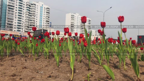 A flowerbed with red tulips on Sokolnicheskaya Square (2024 год). Стоковое видео, видеограф Ярославский Максим / Фотобанк Лори