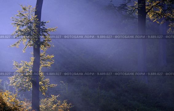 a forest illuminated by the sunlight. Стоковое фото, фотограф daniel guffanti / PantherMedia / Фотобанк Лори