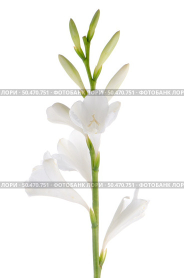 A fragment of white lilies ’ bunch on a white background. zephyranthes candida. Стоковое фото, агентство Ingram Publishing / Фотобанк Лори