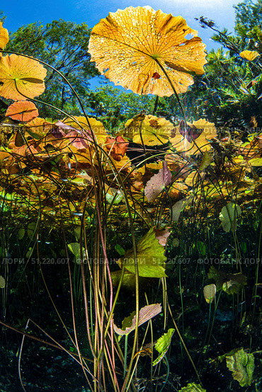 A garden of water lilies in a Mexican Cenote, Caribbean Sea, Mexico. Brook Peterson/Stocktrek Images/TASS. Стоковое фото, агентство ТАСС / Фотобанк Лори