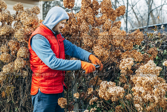 A gardener wearing gloves trims wilted hydrangea flowers before winter. Стоковое фото, фотограф Ольга Сейфутдинова / Фотобанк Лори