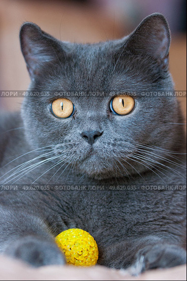 a gray cat of British or Scottish breed lies on the bed in the light from the window. Стоковое фото, агентство Ingram Publishing / Фотобанк Лори