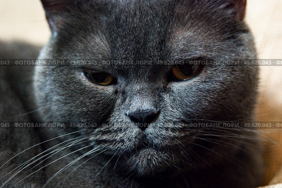 a gray cat of British or Scottish breed lies on the bed in the light from the window. Стоковое фото, агентство Ingram Publishing / Фотобанк Лори